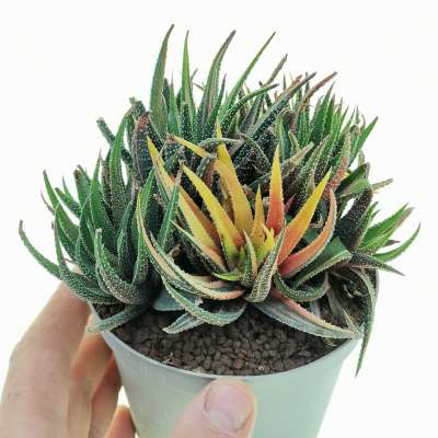 Haworthia attenuata var. radula f. variegata