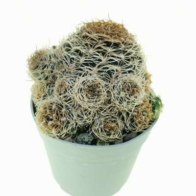 Sulcorebutia breviflora - Giromagi