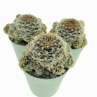 Sulcorebutia breviflora - Giromagi