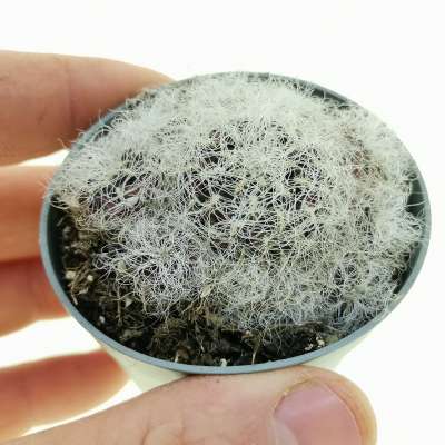Sulcorebutia crispata subs. hertusii (Own roots)