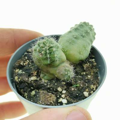 Echinocereus knippelianus f. mostruosa