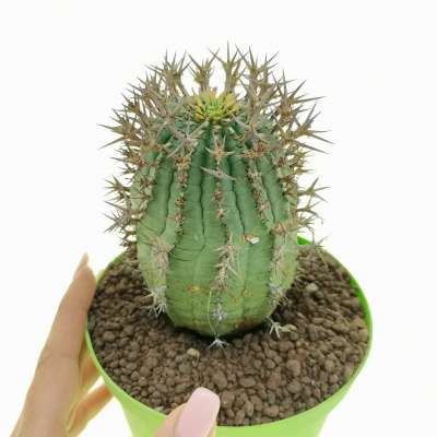 Euphorbia stellispina