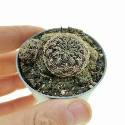 Sulcorebutia gemmae
