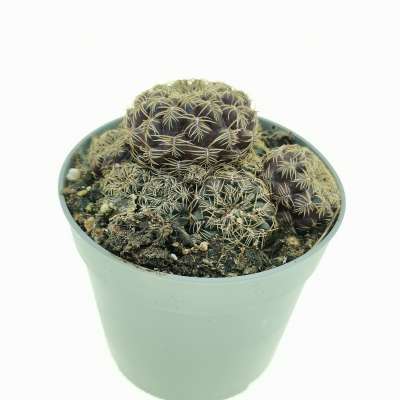 Sulcorebutia gemmae - Giromagi