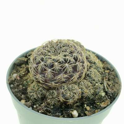 Sulcorebutia gemmae - Giromagi