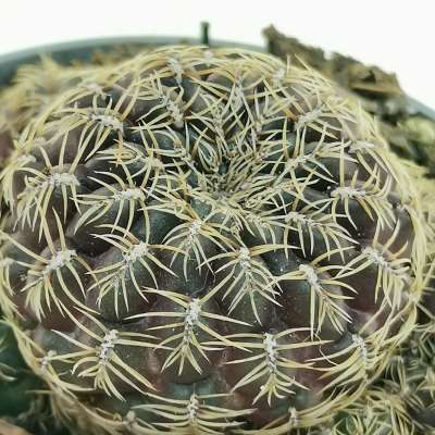 Sulcorebutia gemmae - Giromagi