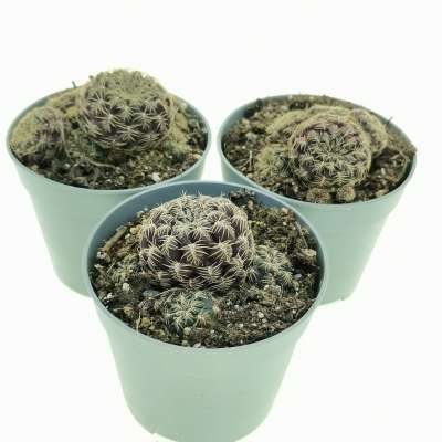 Sulcorebutia gemmae - Giromagi