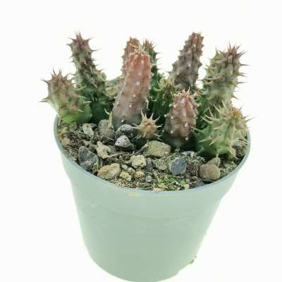 Huernia pillansii (matjiesfontein) - Giromagi