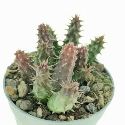 Huernia pillansii (matjiesfontein) - Giromagi