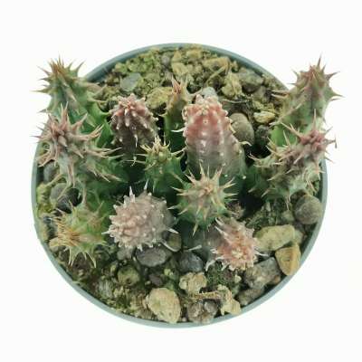 Huernia pillansii (matjiesfontein) - Giromagi