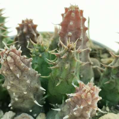 Huernia pillansii (matjiesfontein) - Giromagi