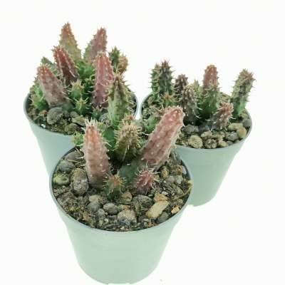 Huernia pillansii (matjiesfontein) - Giromagi