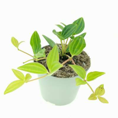 Peperomia angulata - Giromagi