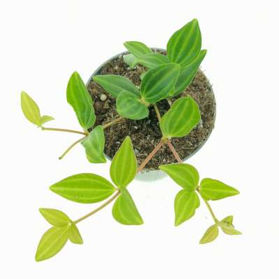 Peperomia angulata - Giromagi