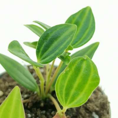 Peperomia angulata - Giromagi