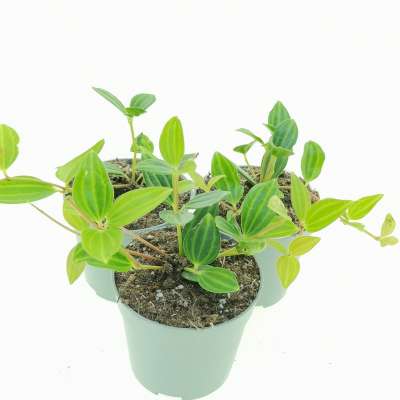 Peperomia angulata - Giromagi
