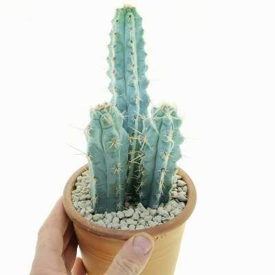 Pilosocereus pentaedrophorus