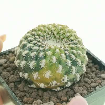 Sulcorebutia arenacea f. variegata