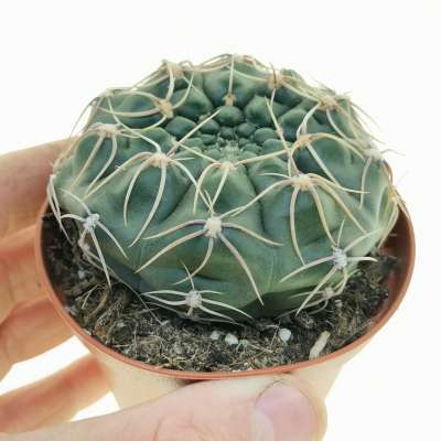 Gymnocalycium vieditzianum