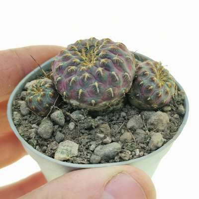 Sulcorebutia rauschii f. aureispina