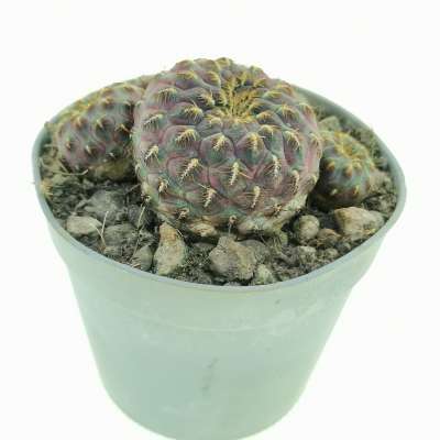 Sulcorebutia rauschii f. aureispina - Giromagi