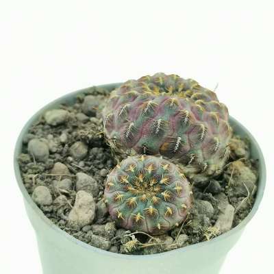 Sulcorebutia rauschii f. aureispina - Giromagi