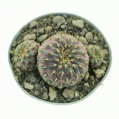 Sulcorebutia rauschii f. aureispina - Giromagi