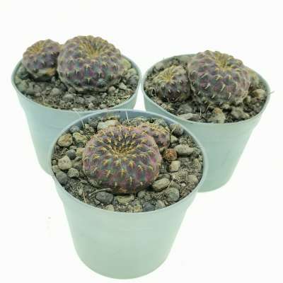 Sulcorebutia rauschii f. aureispina - Giromagi