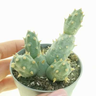 Maihueniopsis boliviana