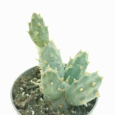 Maihueniopsis boliviana - Giromagi