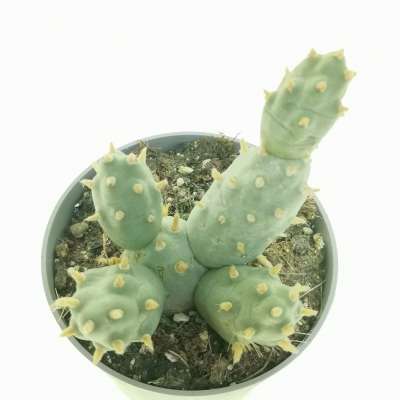Maihueniopsis boliviana - Giromagi