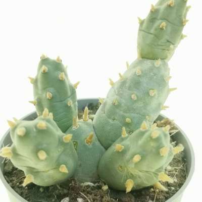 Maihueniopsis boliviana - Giromagi