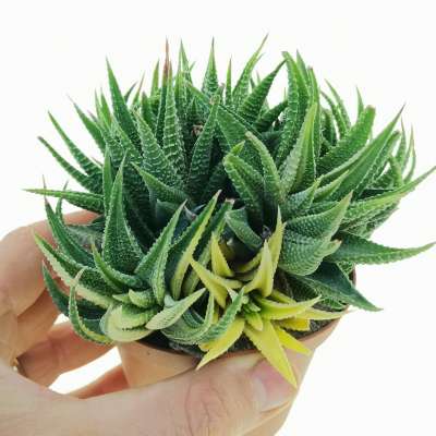 Haworthia attenuata var. radula f. variegata