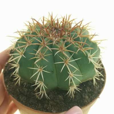 Melocactus salvadorensis