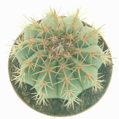 Melocactus salvadorensis - Giromagi