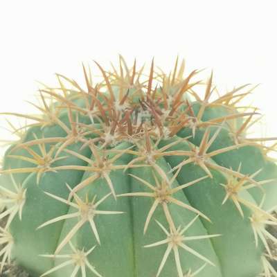 Melocactus salvadorensis - Giromagi