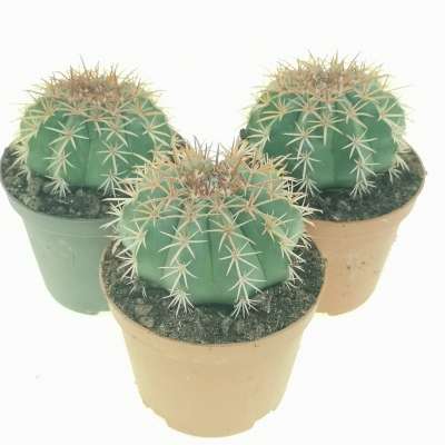 Melocactus salvadorensis - Giromagi