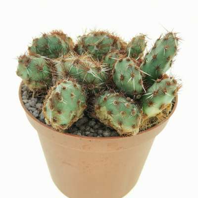 Opuntia corrugata var. Rubla - Giromagi