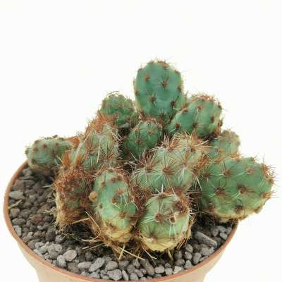 Opuntia corrugata var. Rubla - Giromagi