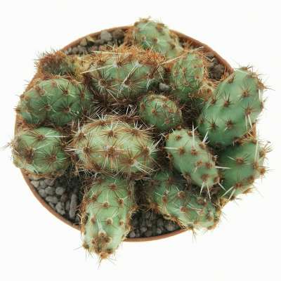 Opuntia corrugata var. Rubla - Giromagi
