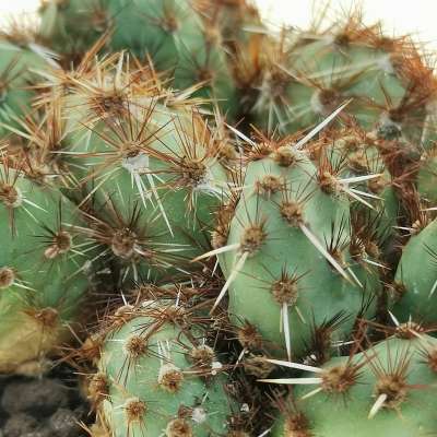 Opuntia corrugata var. Rubla - Giromagi