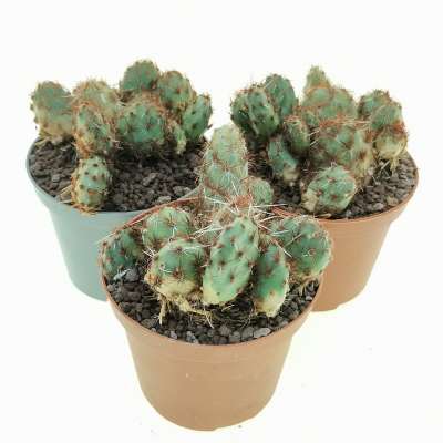 Opuntia corrugata var. Rubla - Giromagi