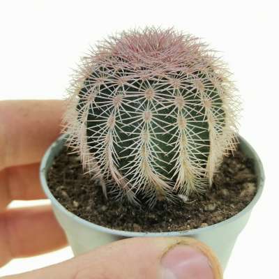 Echinocereus pectinatus (SLP Porto Madero)