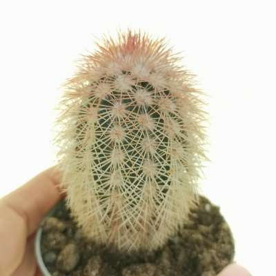 Echinocereus dasyacanthus (Lajitas)