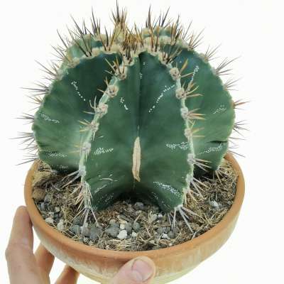 Astrophytum ornatum