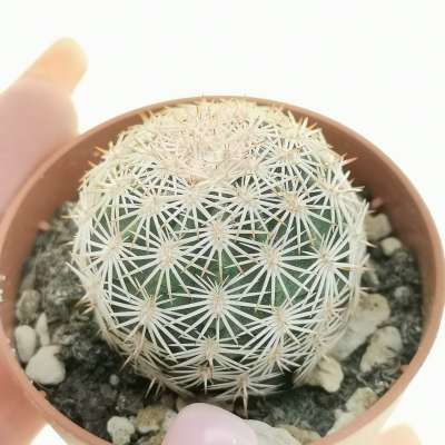 Echinocereus dasyacanthus var. ctenoides