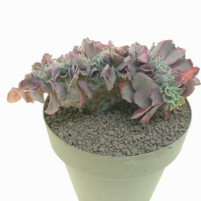Echeveria 'Curly locks' f. crestata - Giromagi