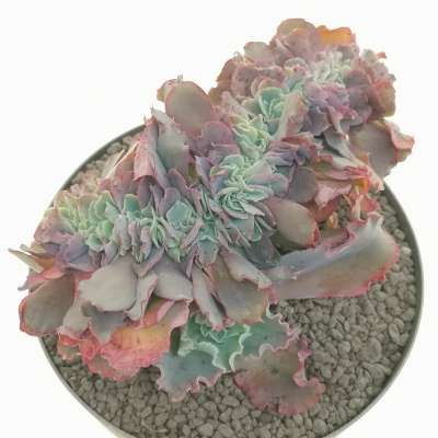 Echeveria 'Curly locks' f. crestata - Giromagi