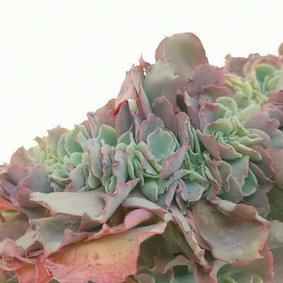 Echeveria 'Curly locks' f. crestata - Giromagi