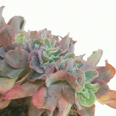 Echeveria 'Curly locks' f. crestata - Giromagi